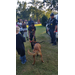 Young boy continues playing tug of war with K-9 dog